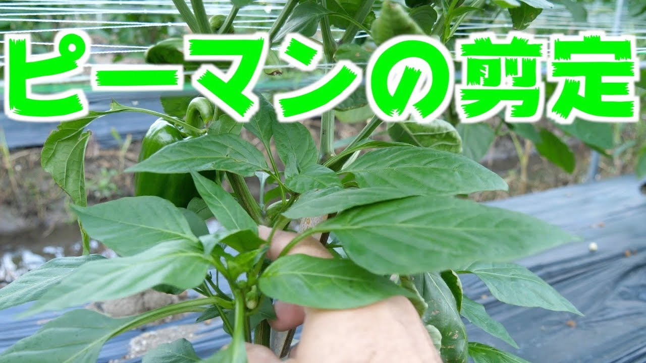 ピーマン剪定と茄子防除など#426