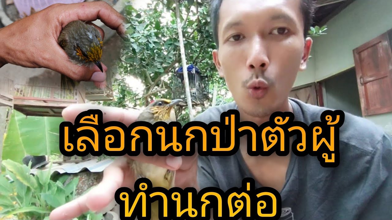 วิธีดูนกดอกแตงตัวผู้ คัดเลือกนกป่าทำนกต่อ/คนรักนกดอกแตง วิถีเด็กใต้