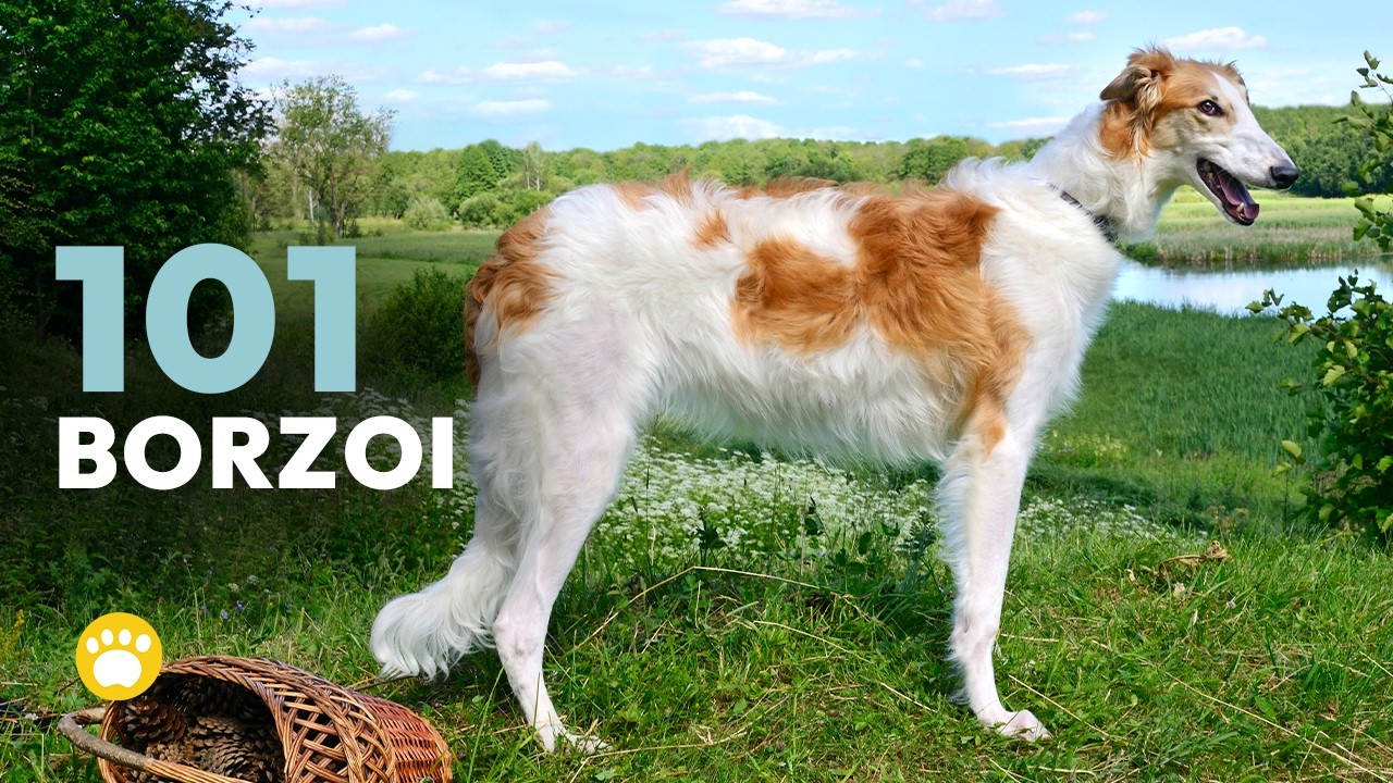 Thinking About a Borzoi? Watch This First