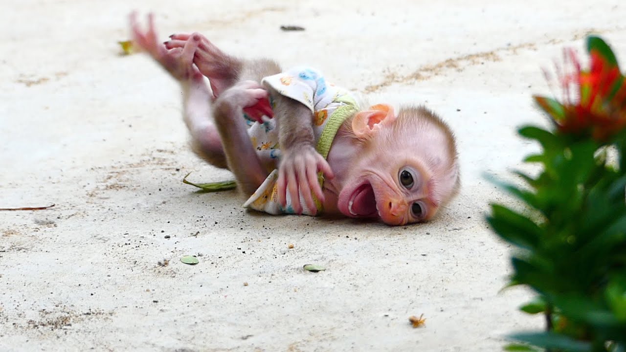 Baby Alan cries now because parents are busy