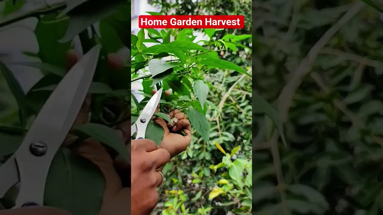 Home Garden Chilli. #gardening #homegarden #hobby #growing #chilli #fun #satisfying