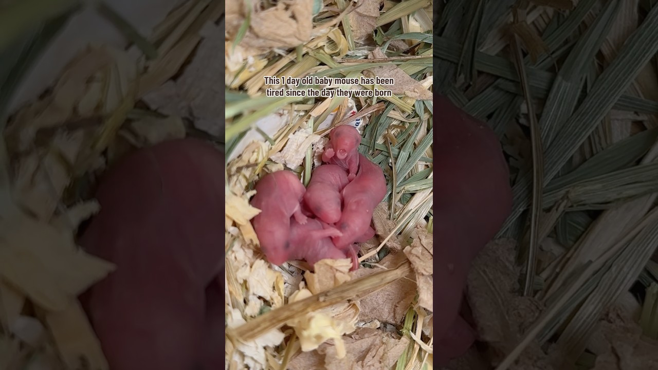 If you hadn&rsquo;t seen, there&rsquo;s been a second litter of baby rescue mice born 😅 #mice #petmice #pets