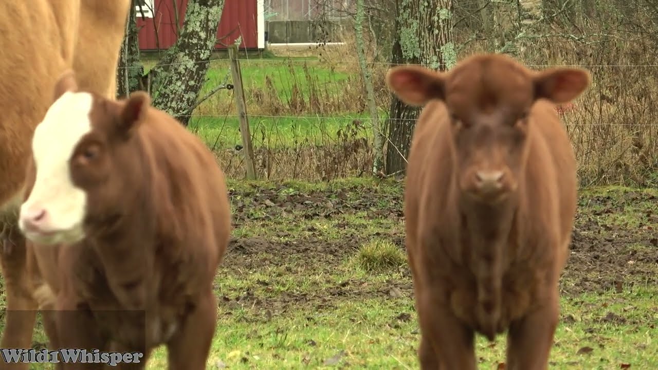 POV: Du Tänker ‘Åh Mysiga Kossor’… Sen Börjar Cirkusen 🐄🤡