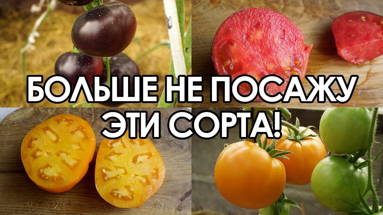 ЭТИ ТОМАТЫ БОЛЬШЕ НИКОГДА НЕ ПОСАЖУ!