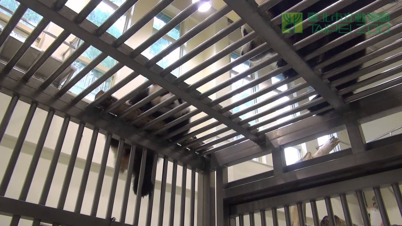 圓圓幫助圓仔練習攀爬 Yuan Zai Practice to Climb