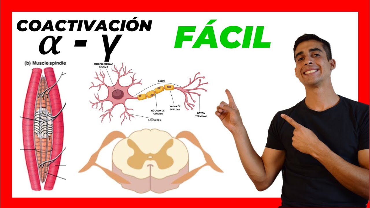 🧠​ Coactivación ALFA Y GAMMA ​✅​ FÁCIL EXPLICACION Motoneurona a y g |