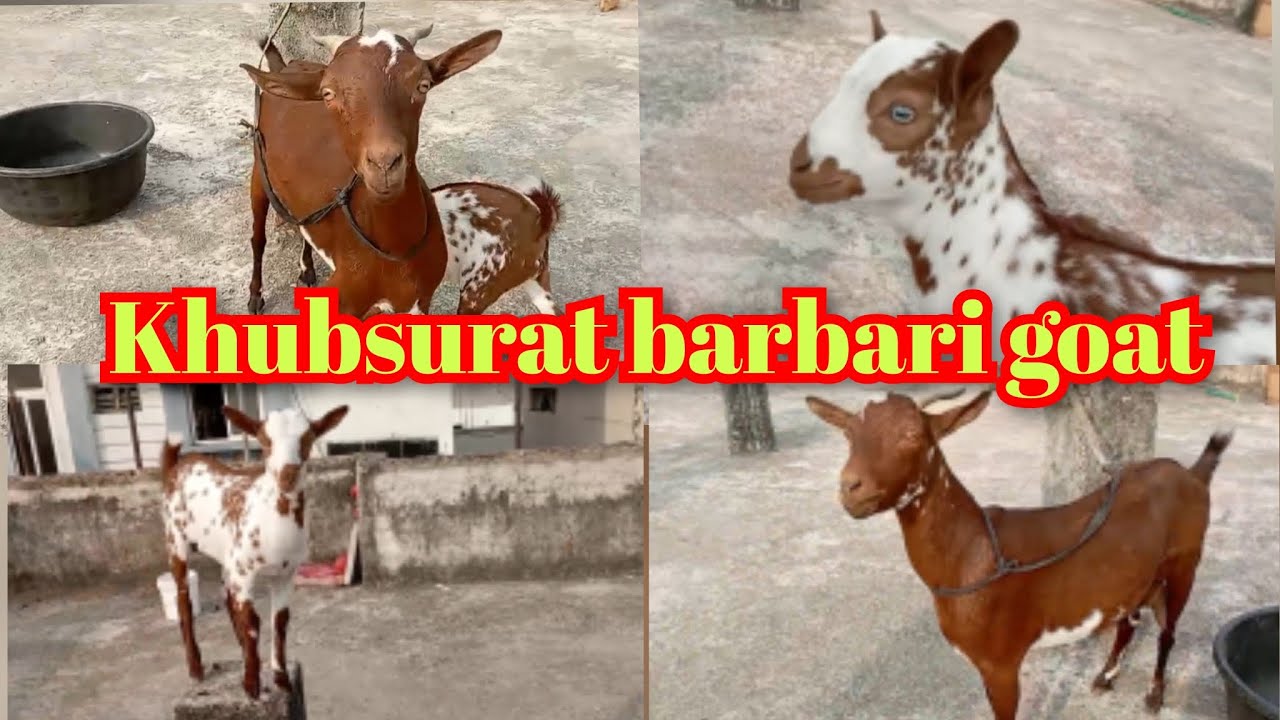 (sold out) khubsurat barbari not available@hyderabadfmgoatschannelallpets #recommended