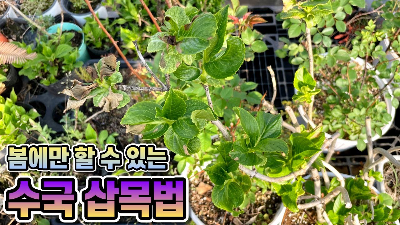 봄에만 할 수 있는 수국 삽목하는법!! 봄 수국삽목법!!