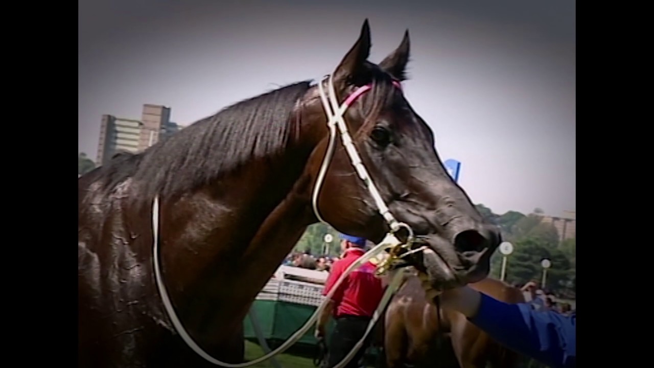 Lonhro - a champion sire