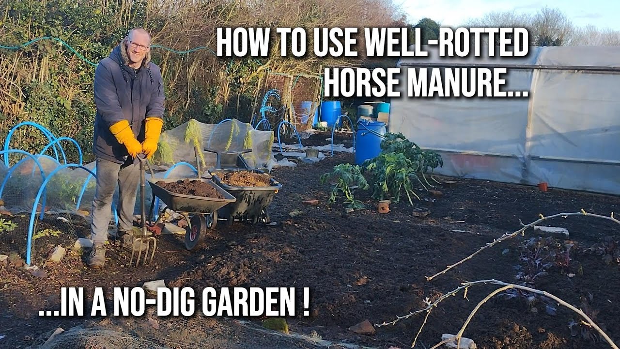 What is well rotted horse manure ? Using it as a #nodig allotment mulch.