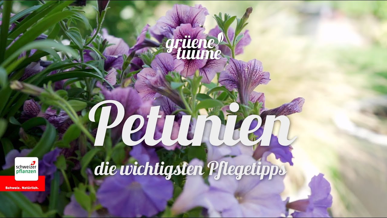 Petunien &ndash; die wichtigsten Tipps zur erfolgreichen Pflanzung und Pflege