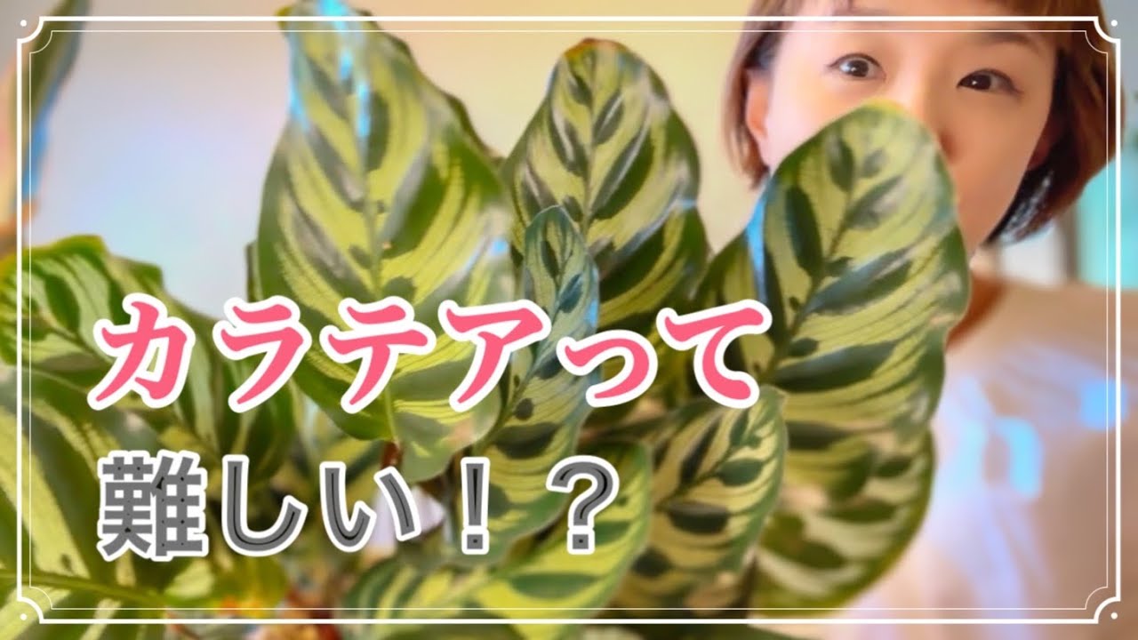 【流行りのカラテア】の調子が悪い😭何でなの？【やってみた事 】