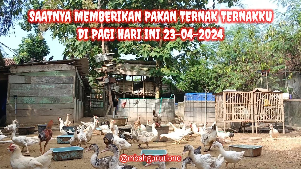 SAATNYA MEMBERIKAN PAKAN TERNAK TERNAKKU PAGI HARI INI 23-04-224