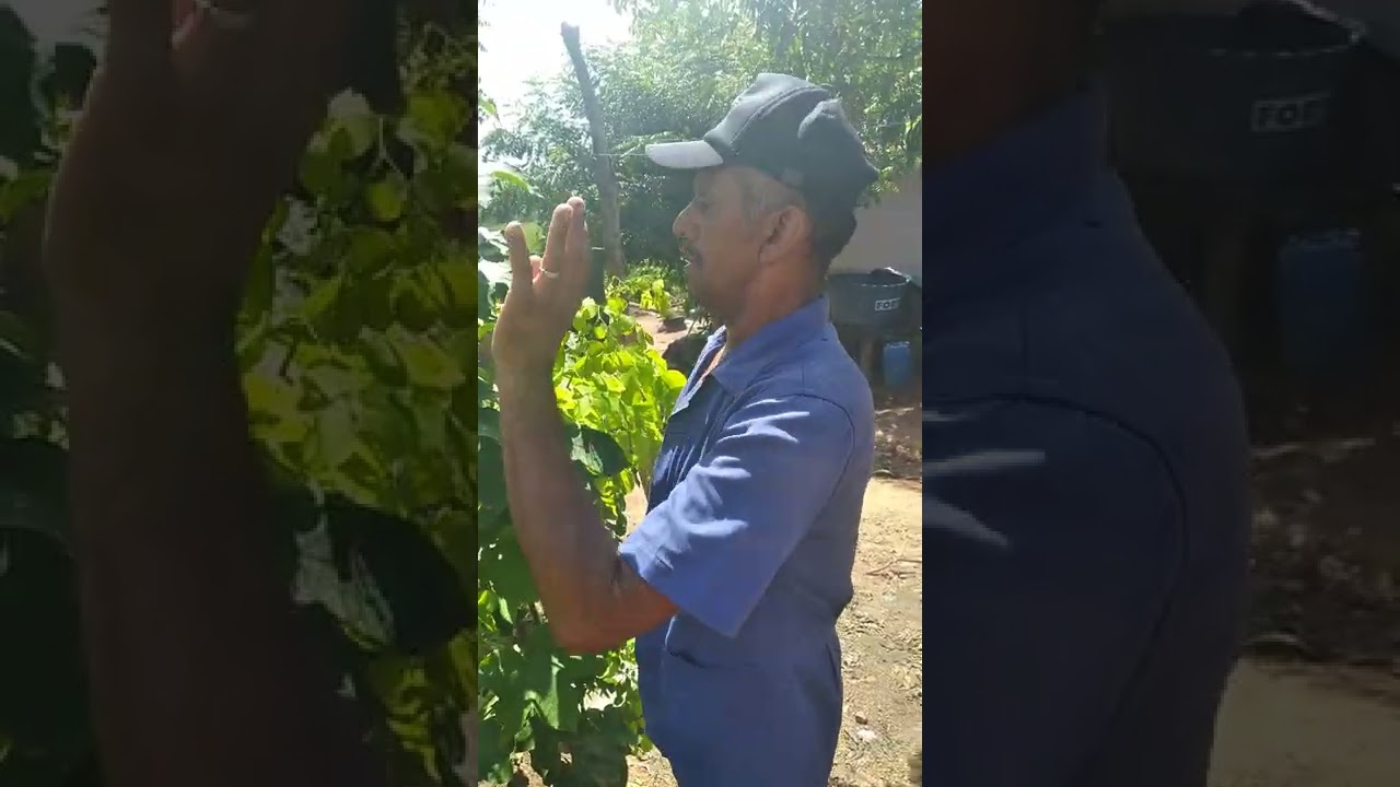 Falando um pouco sobre o Pinh&atilde;o da Caatinga!