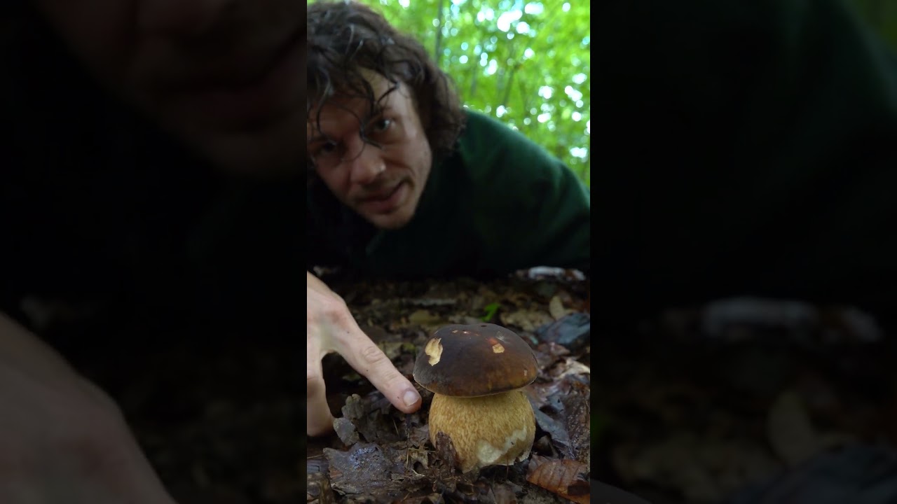 Diesen Steinpilz sollte man nicht sammeln