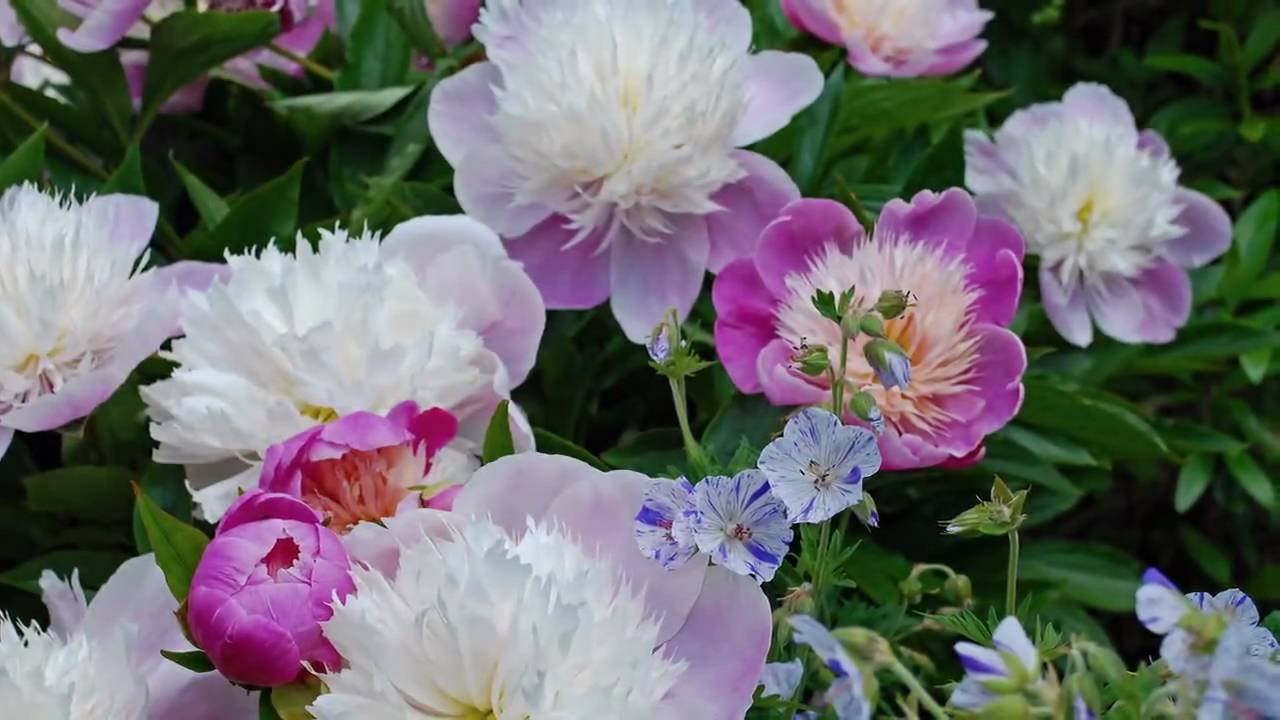 Kiftsgate Court Gardens