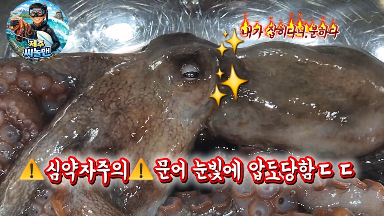 ⚠️심약자 주의⚠️ 문어 눈빛에 쫄았음 ㄷㄷ🌊제주도 해루질 포인트 도전 #제주씨놀맨