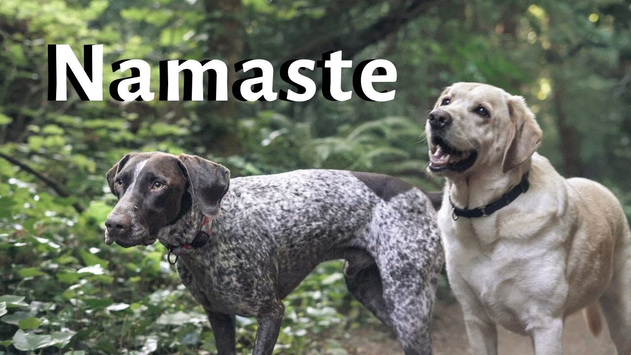 Our Morning Ritual | German Shorthaired Pointer and Labrador Retriever