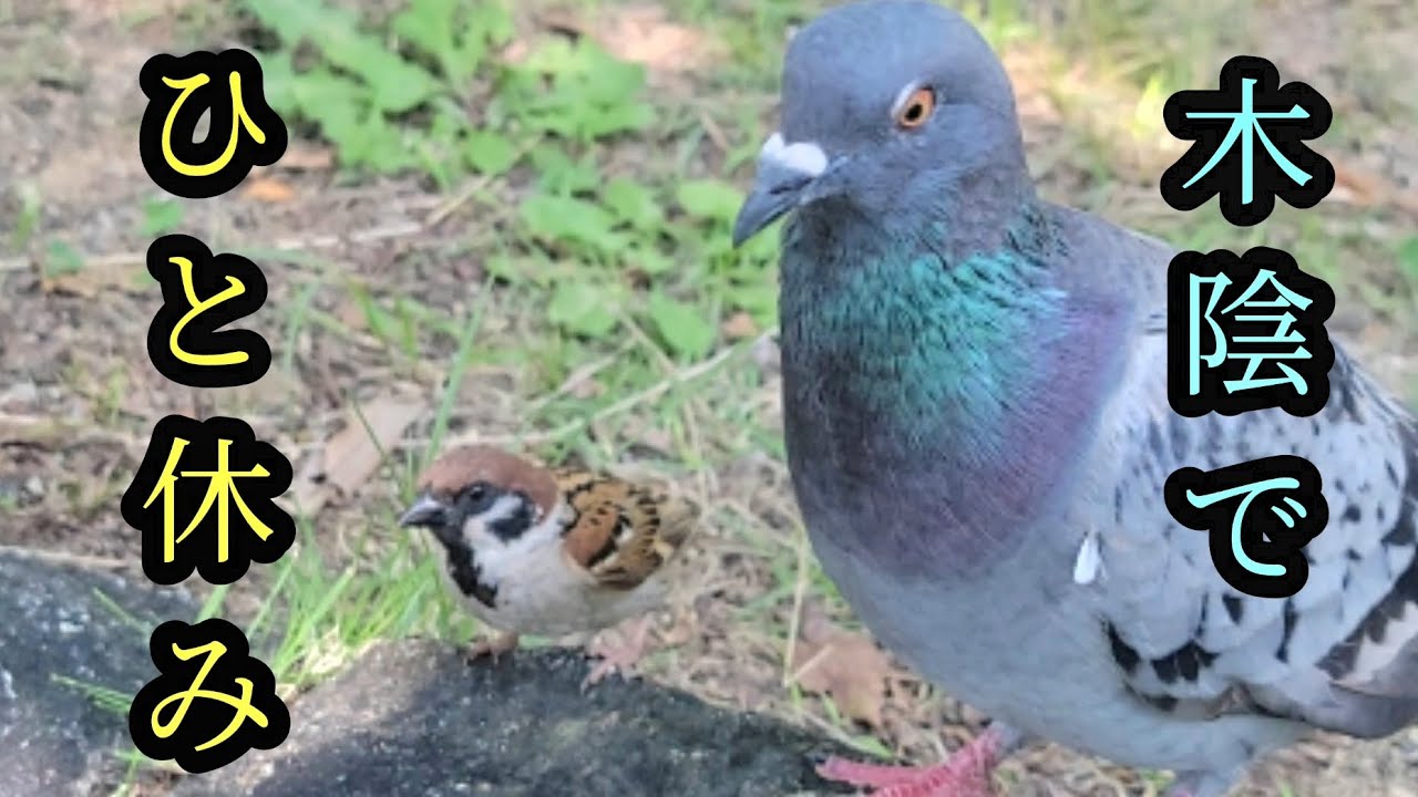 暑くてチュンも鳩さんも静かです　すずめ日記