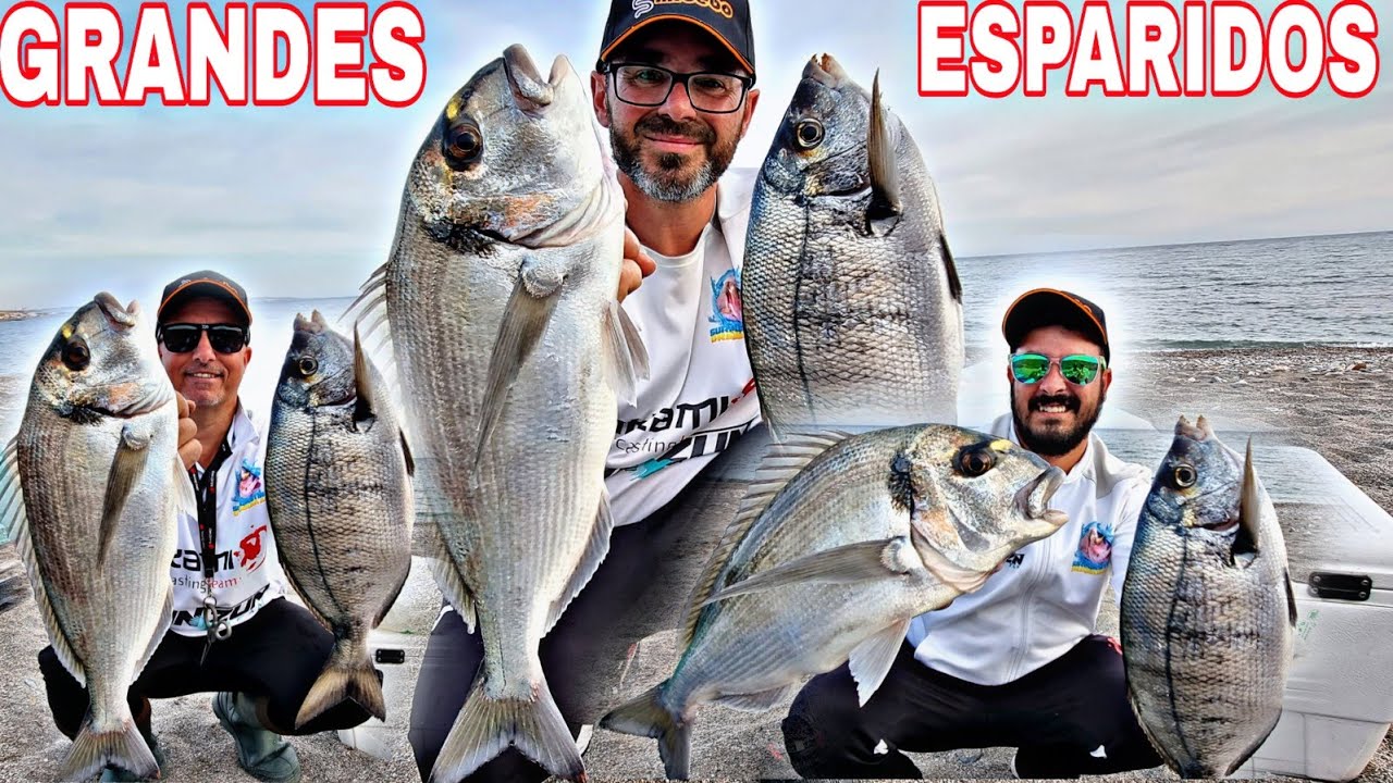 GRANDES ESPARIDOS XL SEGUIMOS EN RACHA FAMILIA, SURFCASTING GRANADA
