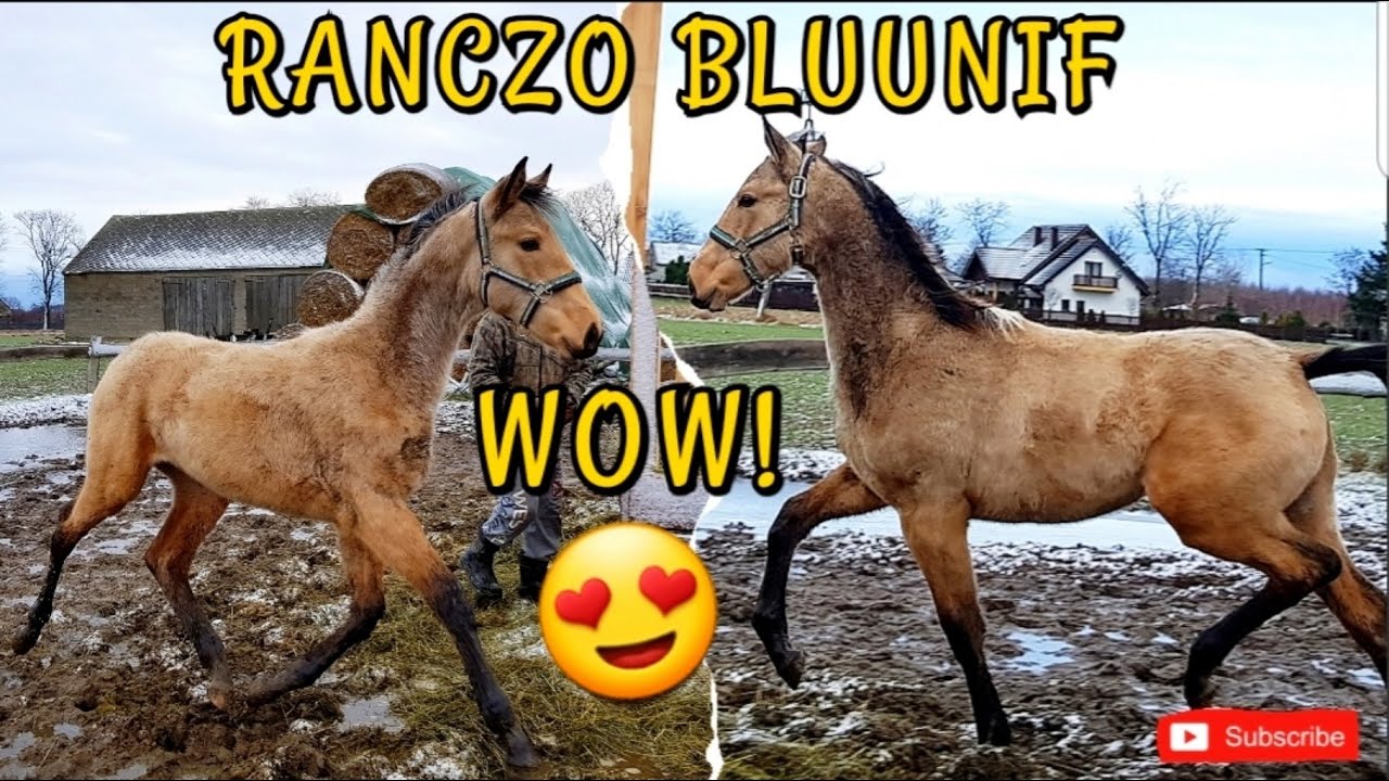 NOWA KLACZ NAS ZASKOCZYŁA!