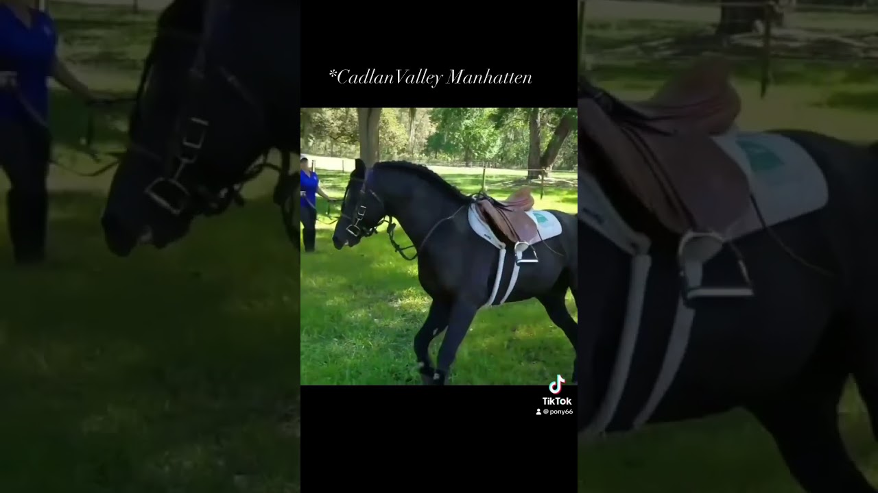 Welsh Sec B Stallion