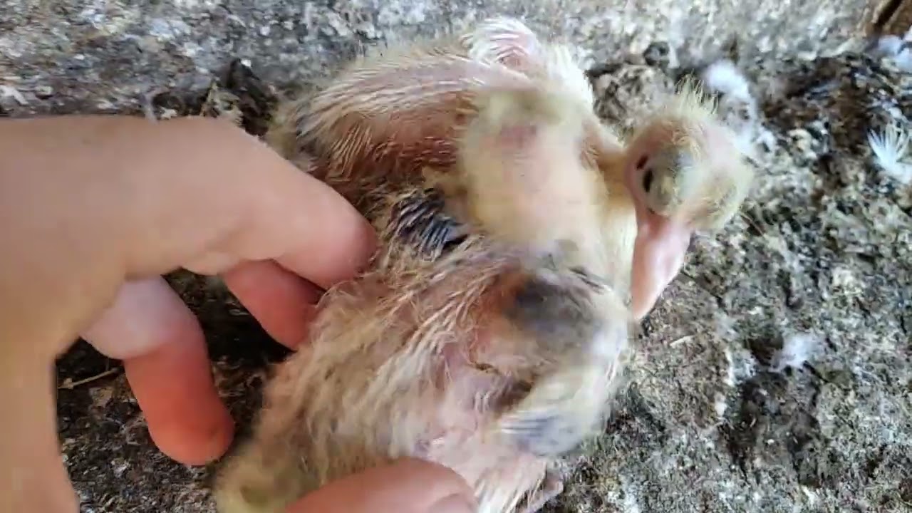 Пискуны 2022 года. Молодняк🕊️❤️