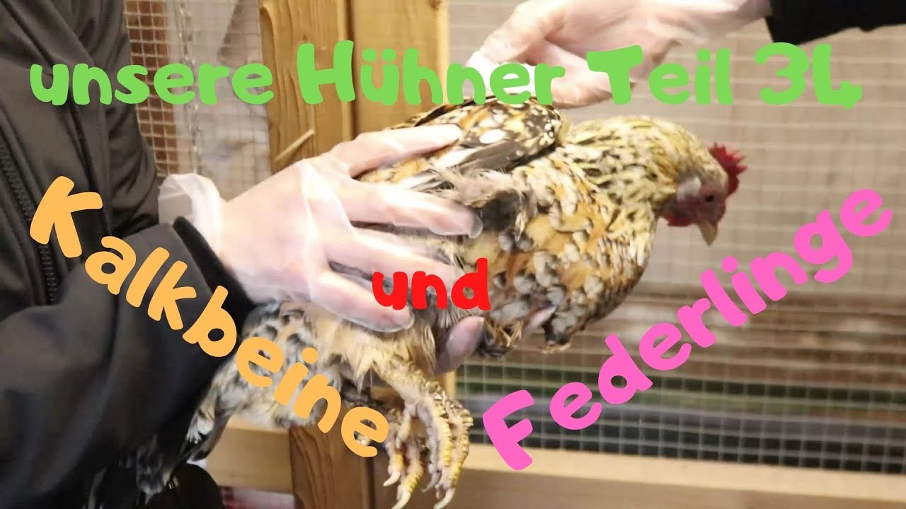 unsere Hühner - Teil 34: Kalkbeine und Federlinge, Behandlung und Ausblick