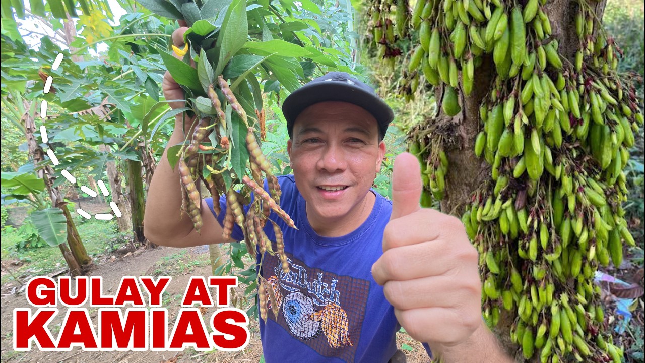 GULAY & KAMIAS *SARI SARING HARVEST* | Biyaherong Batangueno