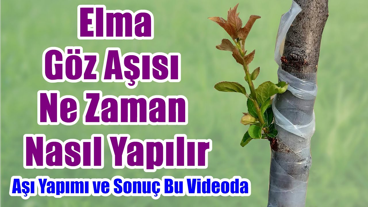 Elma göz aşısı nasıl yapılır / Elma nasıl aşılanır / Elma aşılama / Yaprak göz aşısı / Ağaç aşılama