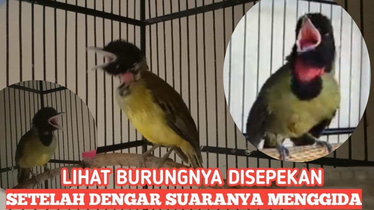 SAMYONG GACOR MENGGODA LAWAN IKUTAN BUNYI
