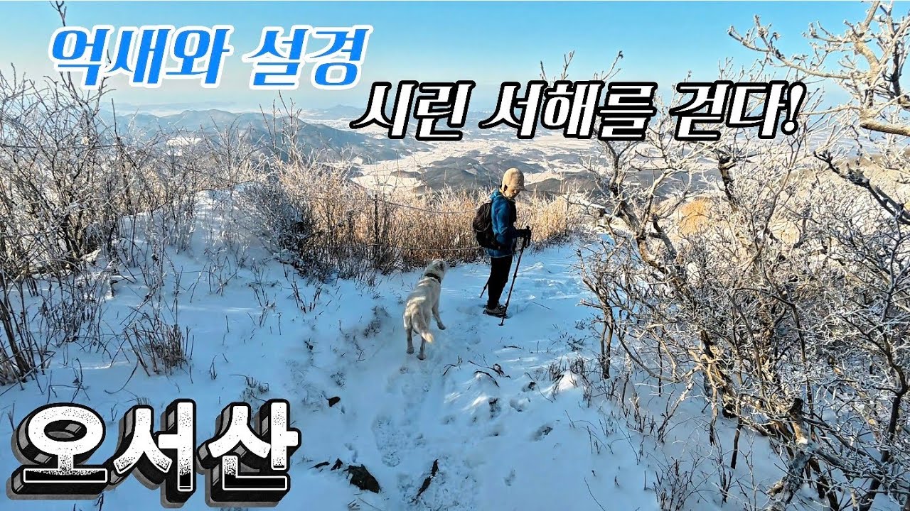 ​한파 속 오서산 설산 산행 | 억새와 설경 시린 서해를 걷다! ❄️ 시루봉~정상~오서정 | 성연주차장 원점회귀