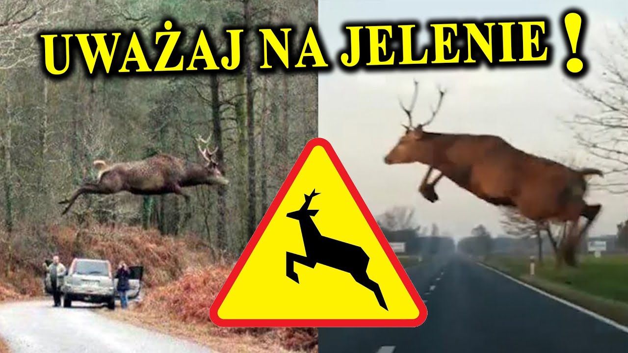 Samobójczy Pęd JELENI, Ataki Na Ludzi 🦌 Skąd To Się Bierze?