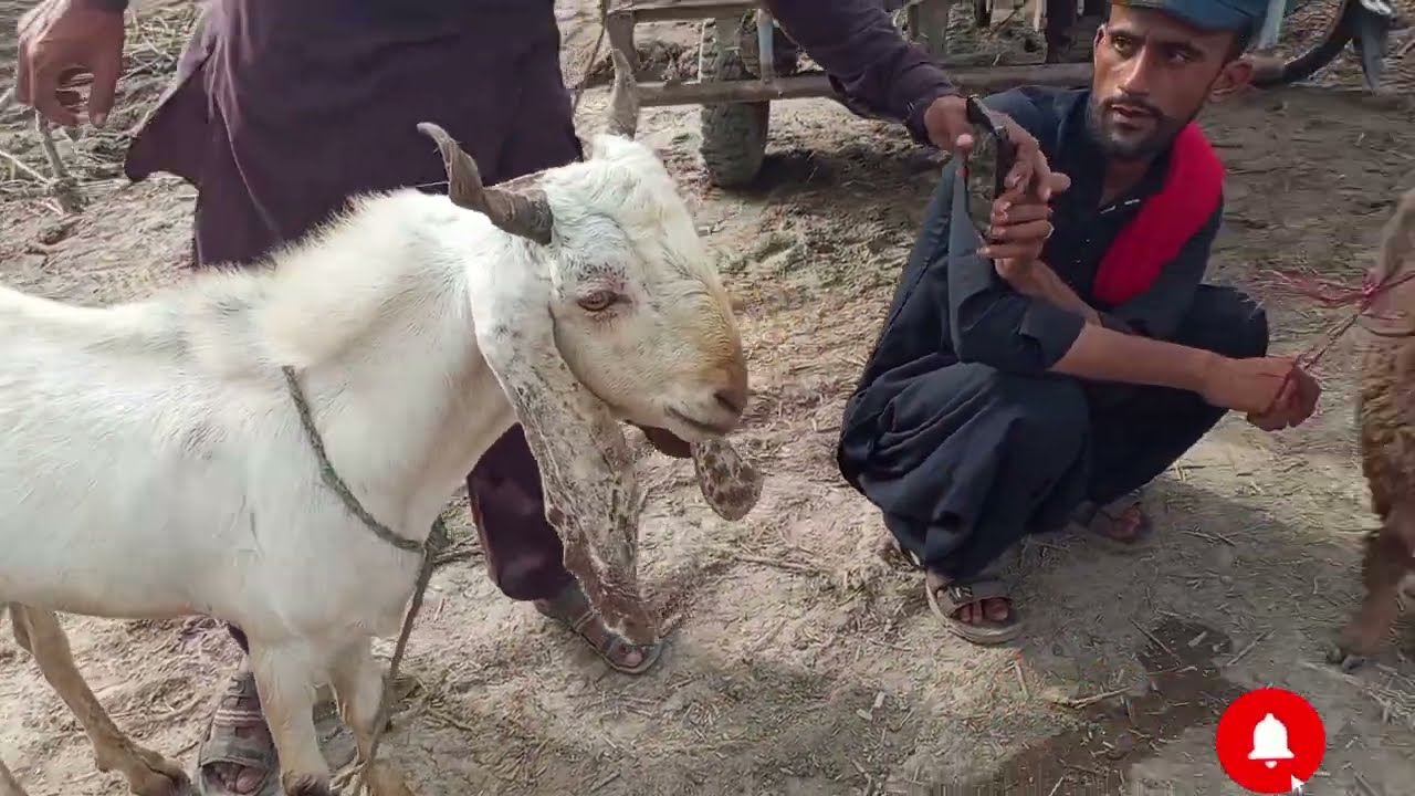 Talhar Bakra Mandi 26 July 2025 Update | Bakra Price in Pakistan| goat forming business idea