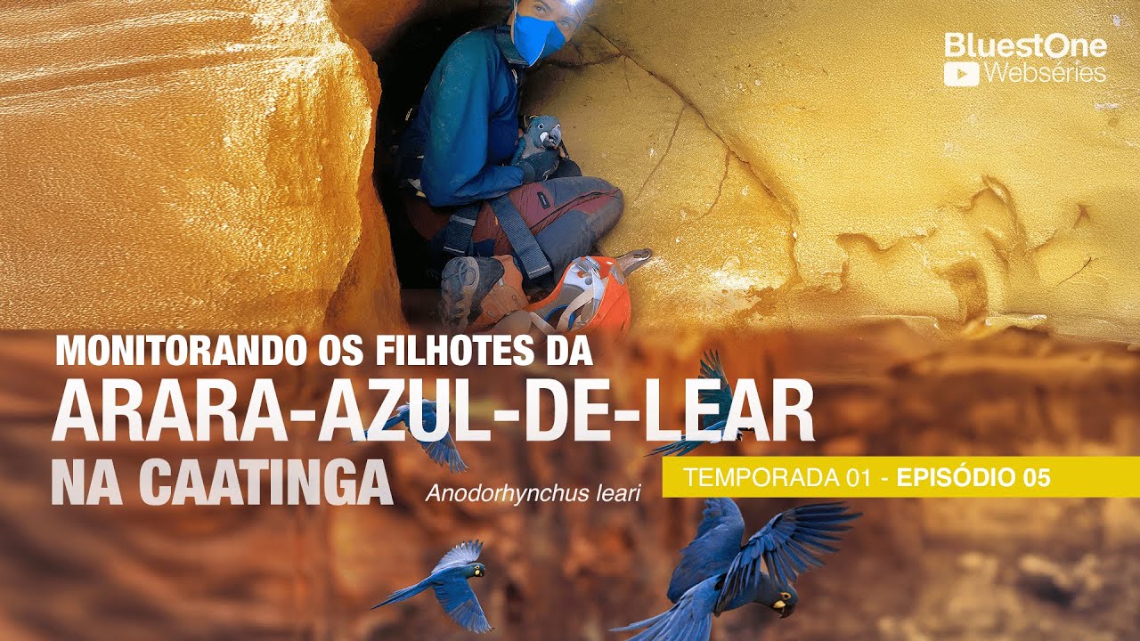 1&ordf; Temporada | Ep. 5: Monitorando filhotes de Arara-azul-de-lear na Caatinga