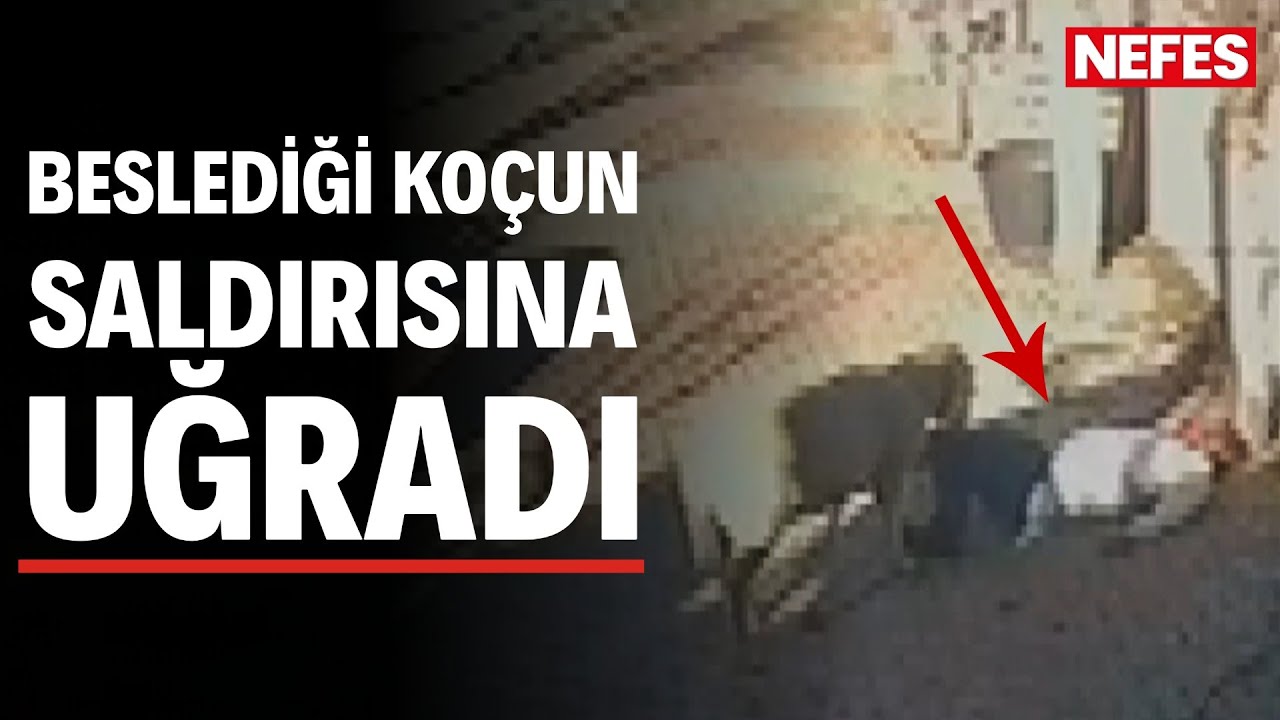 Silivri'de beslediği koçun dakikalarca saldırısına uğradı