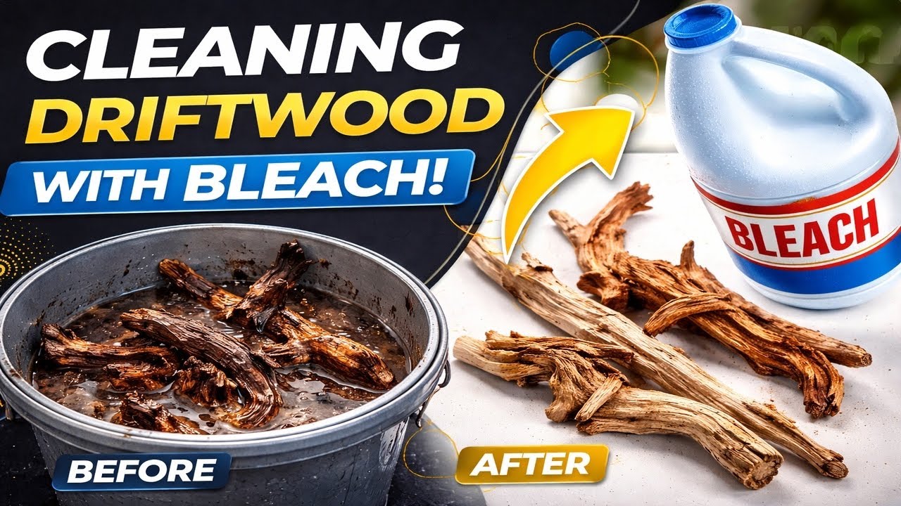 Driftwood Cleaning and Bleaching | Complete Tutorial