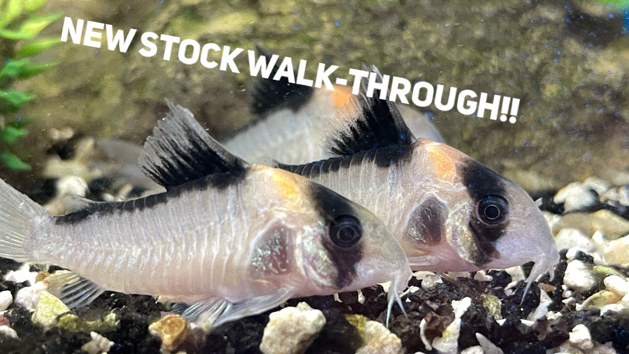 New Stock Walk-through 7-08-2023