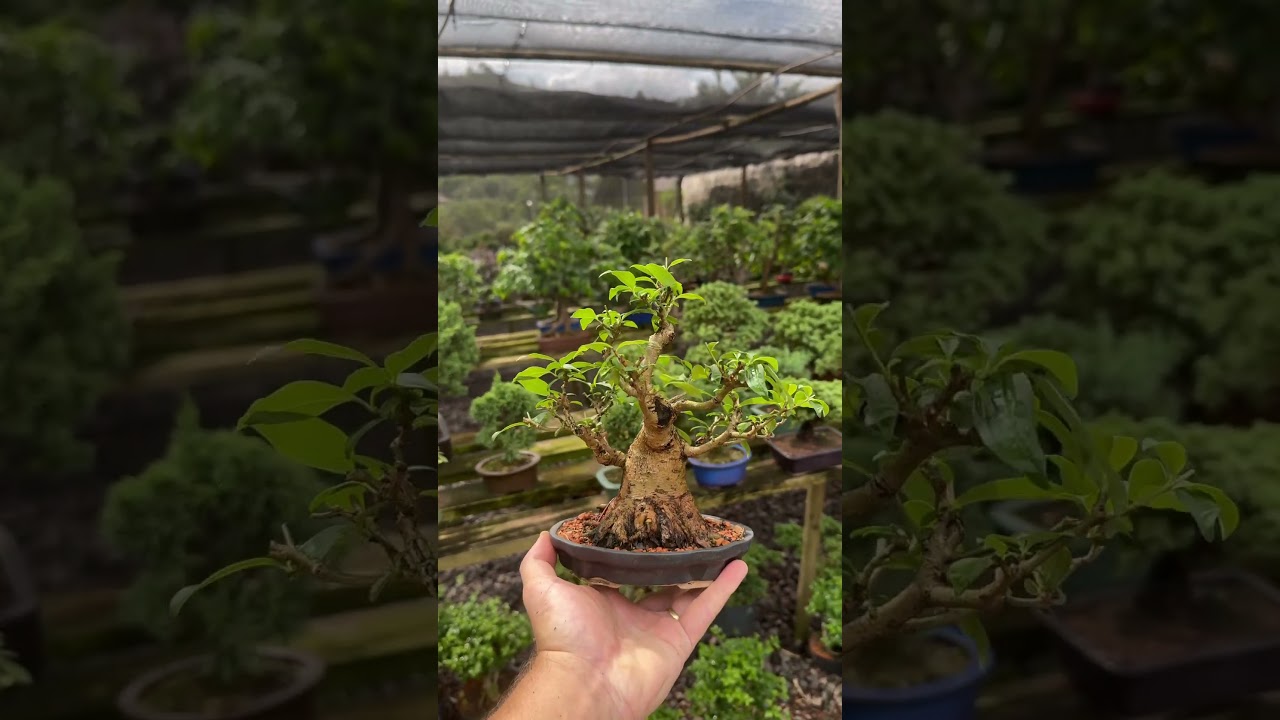 Bonsai mame de ligustre! Uma das esp&eacute;cies mais indicadas para iniciantes no bonsai!