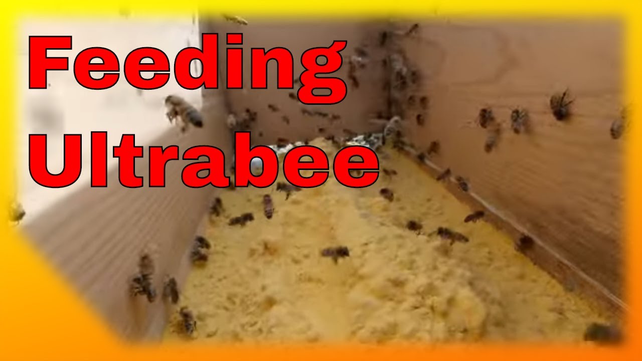 Feeding Ultrabee pollen substitute and checking apiary in February
