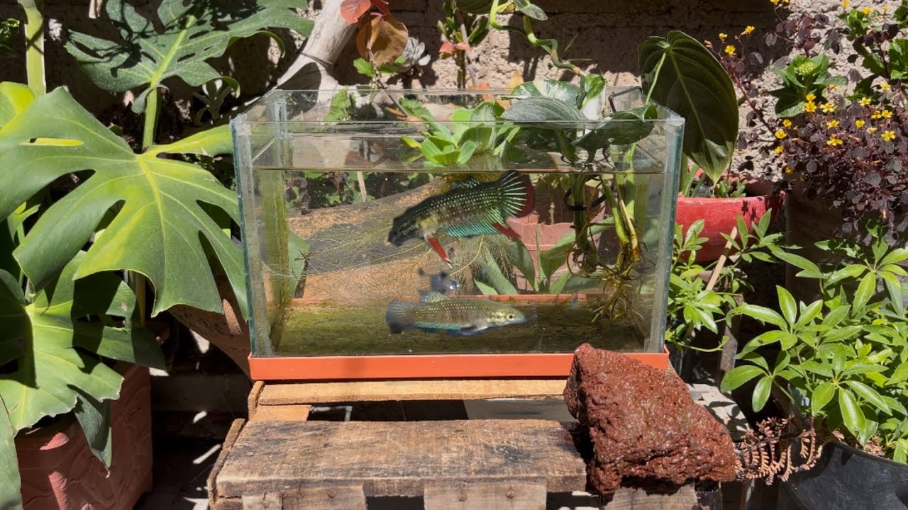 ¡Ya están en casa los Betta Uberis!
