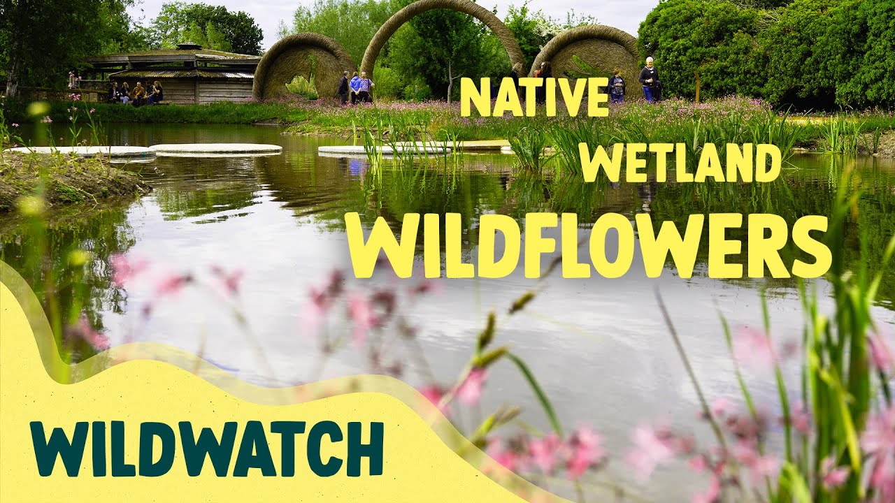 Экскурсия по новому побережью эстуария в WWT Slimbridge