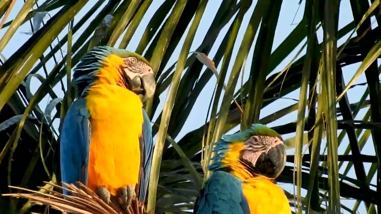 Blue-and-yellow Macaw: Couple Around the Nest - (Ara ararauna) Arara-canindé