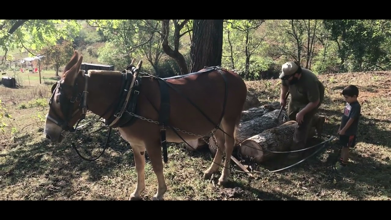 Logging with mules