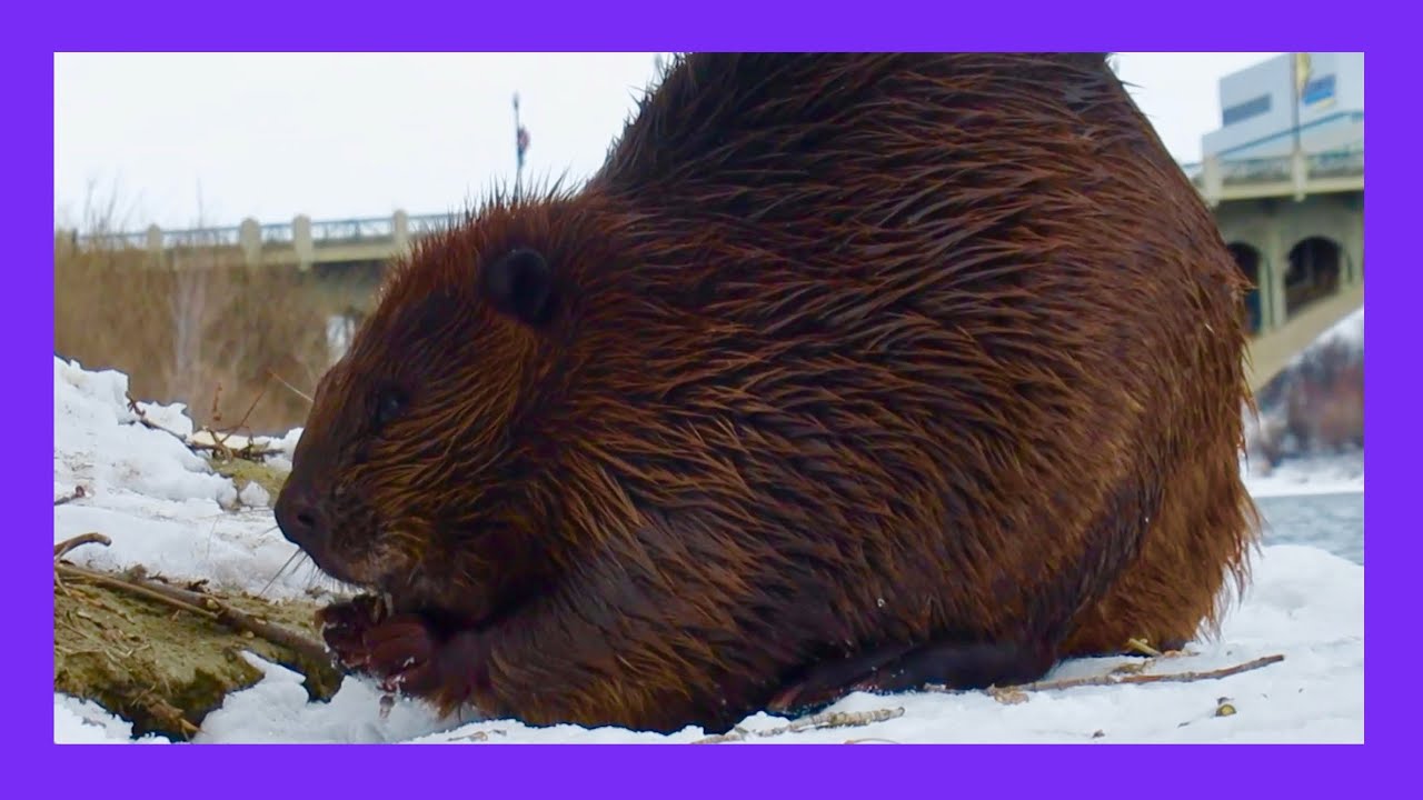 Videos of BEAVERS IN WINTER
