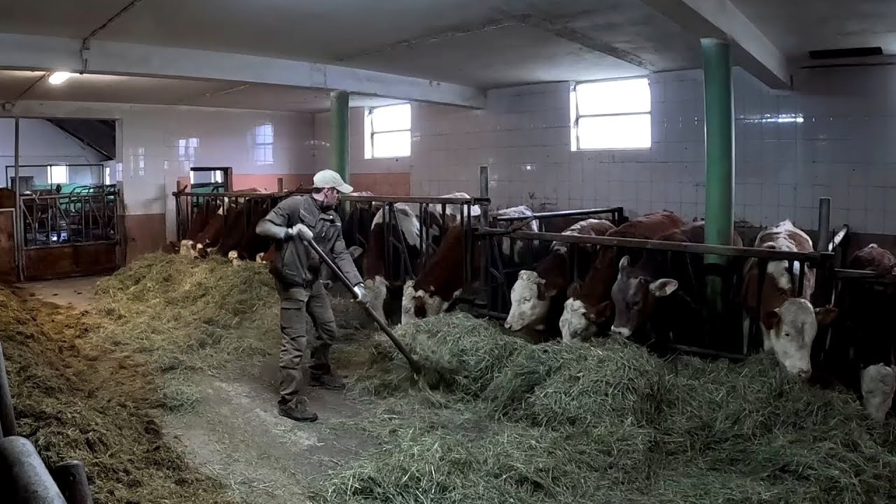 Dairy Cow Barn Chores