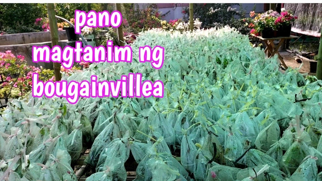Pano magtanim ng bougainvillea cuttings | Royale Garden