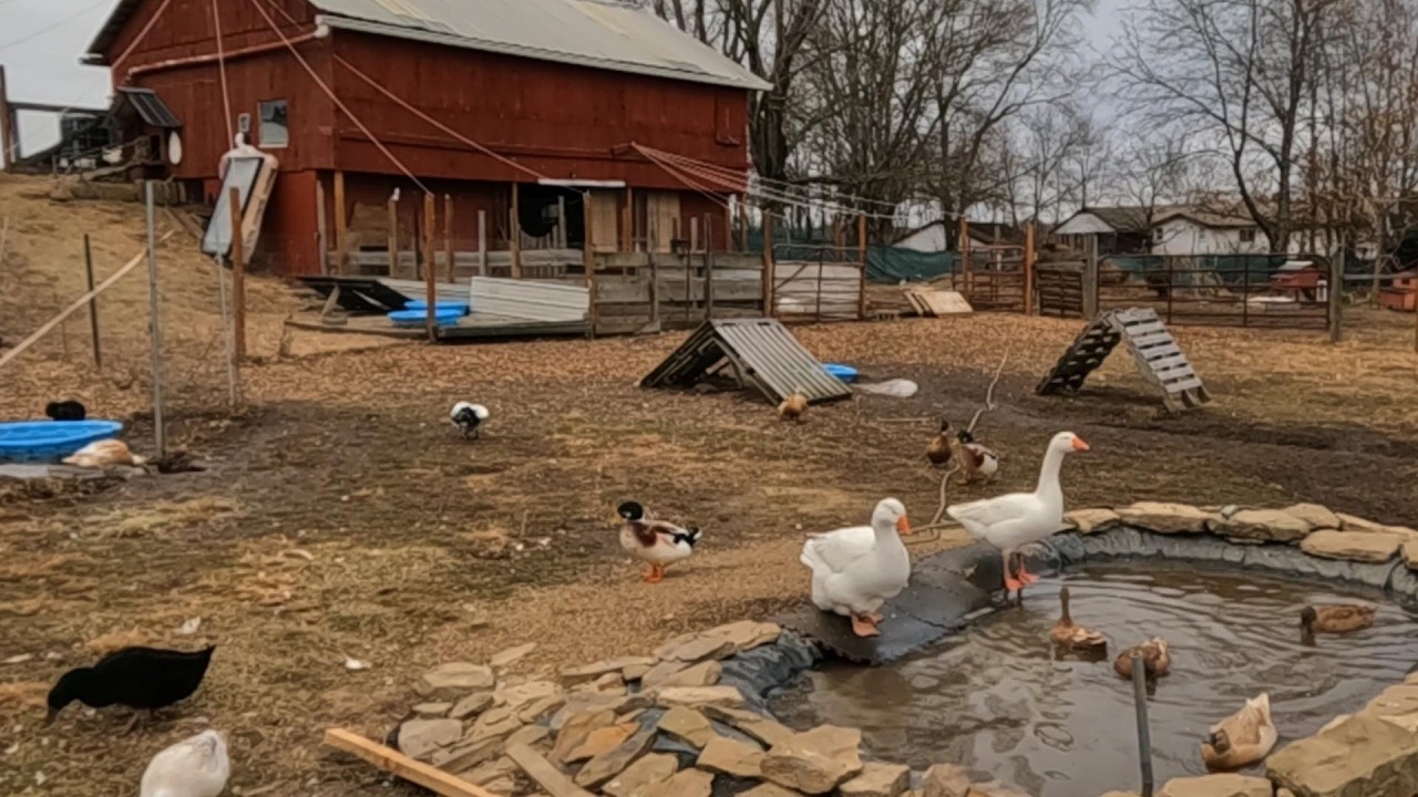 Dabbles First Day Of WORK! _ Homestead Asmr // Whitt Acres