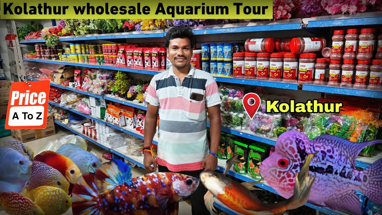 wholesale Aquarium Store Tour: Fish & Accessories Prices Revealed! | kolathur | தமிழ்