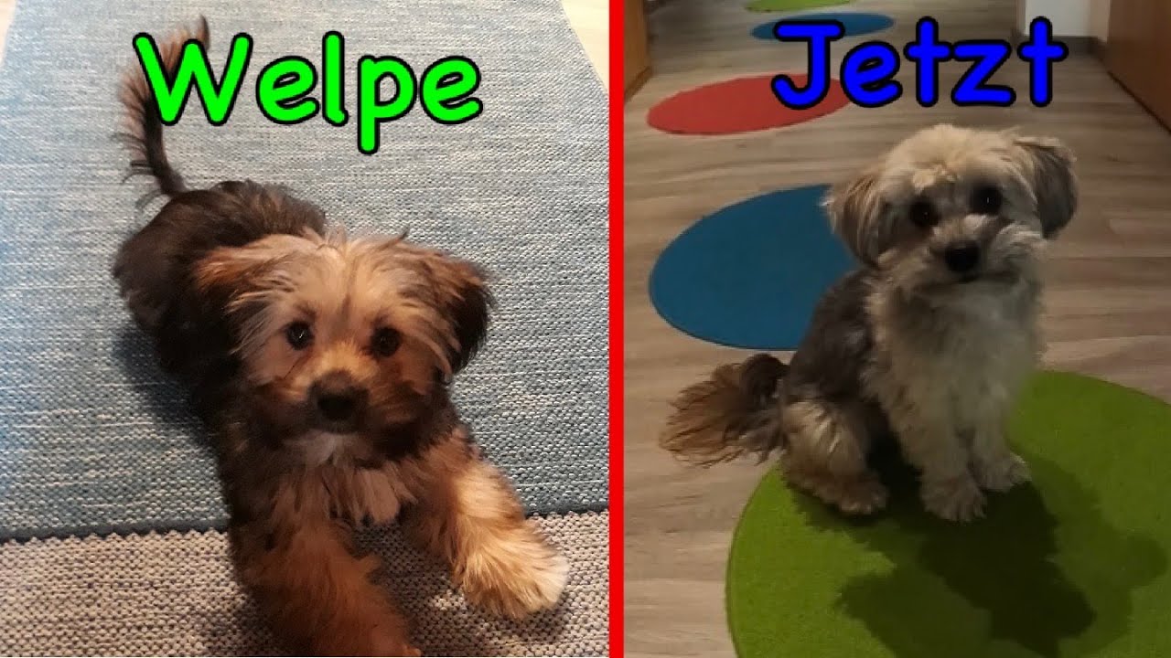 Bolonka Zwetna Bobby Veränderung vom WELPEN bis JETZT ! Das Ergebnis hat mich überrascht ! KRASS! 🙉